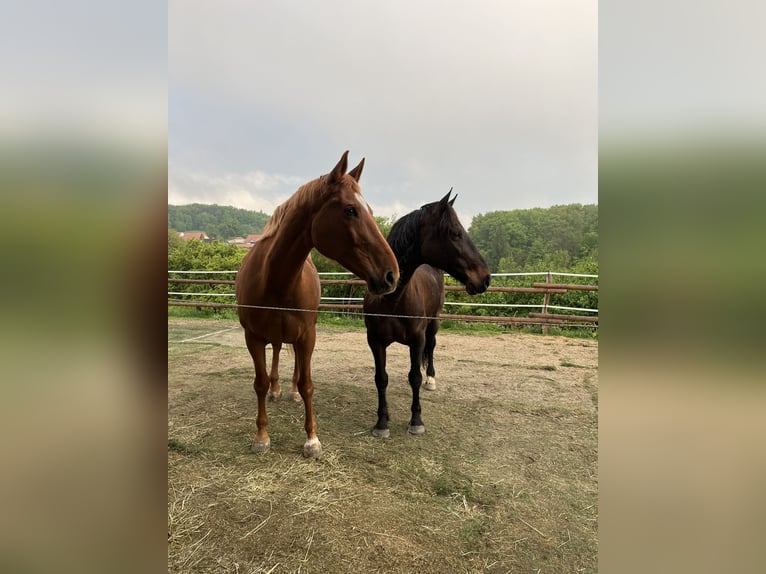 Tschechisches Warmblut Mix Stute 14 Jahre 165 cm Fuchs in Strass