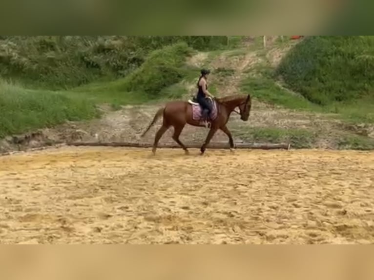 Tschechisches Warmblut Mix Stute 14 Jahre 165 cm Fuchs in Strass