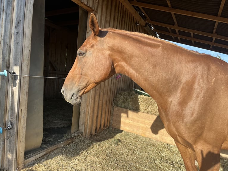Tschechisches Warmblut Mix Stute 14 Jahre 165 cm Fuchs in Strass