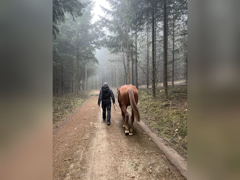 Tschechisches Warmblut Mix Stute 14 Jahre 165 cm Fuchs in Strass