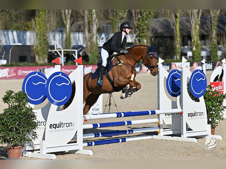 Tschechisches Warmblut Stute 14 Jahre 170 cm Fuchs in Kematen am Innbach