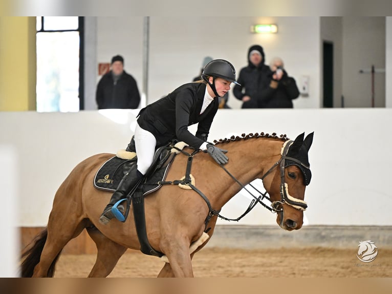 Tschechisches Warmblut Stute 14 Jahre 170 cm Fuchs in Kematen am Innbach