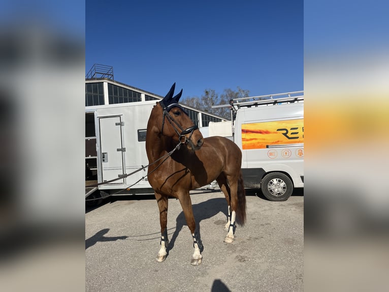 Tschechisches Warmblut Stute 14 Jahre 170 cm Fuchs in Kematen am Innbach