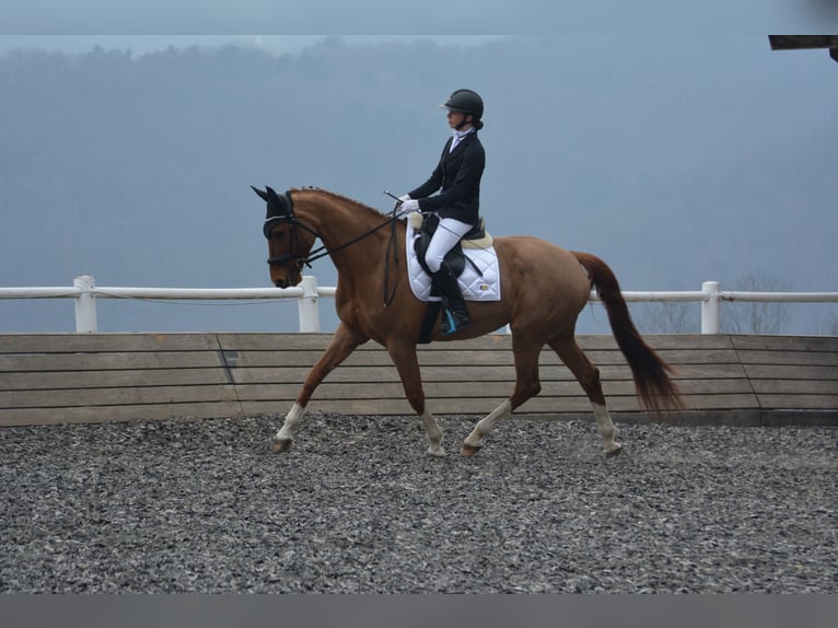 Tschechisches Warmblut Stute 14 Jahre 170 cm Fuchs in Kematen am Innbach