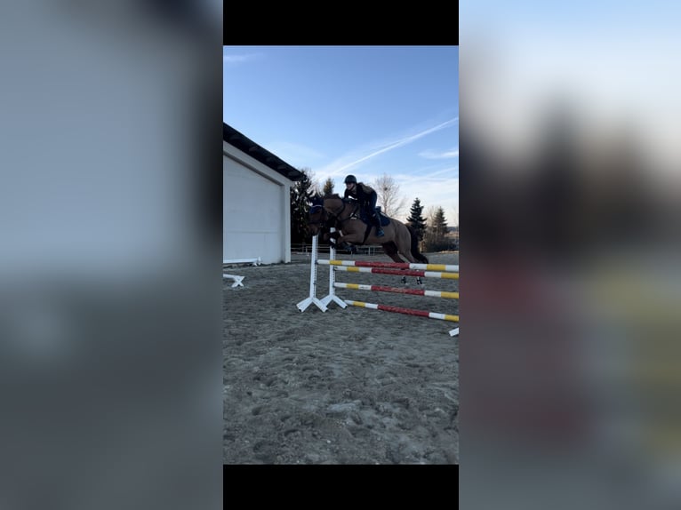 Tschechisches Warmblut Stute 14 Jahre 170 cm Fuchs in Kematen am Innbach