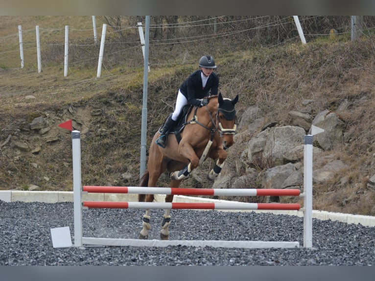Tschechisches Warmblut Stute 14 Jahre 170 cm Fuchs in Kematen am Innbach