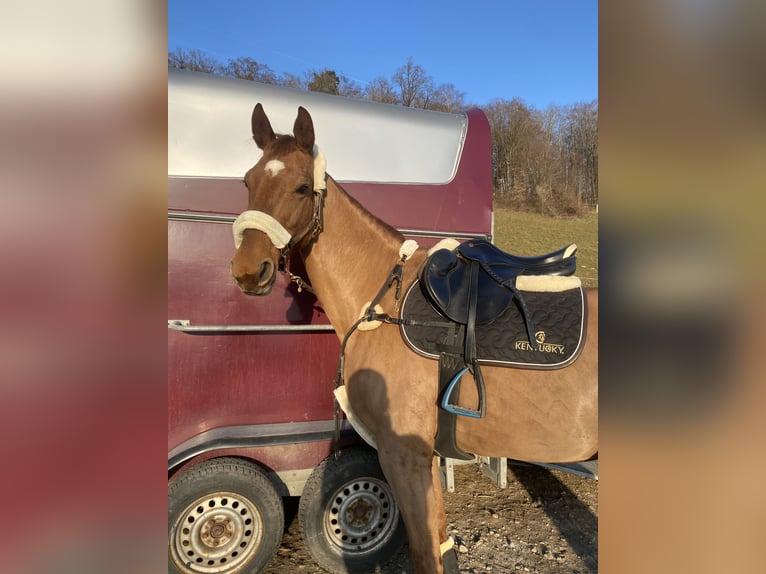 Tschechisches Warmblut Stute 14 Jahre 170 cm Fuchs in Kematen am Innbach