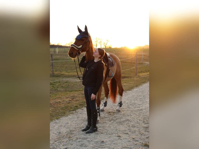 Tschechisches Warmblut Stute 14 Jahre 170 cm Fuchs in Kematen am Innbach