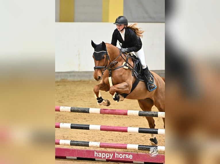 Tschechisches Warmblut Stute 14 Jahre 170 cm Fuchs in Kematen am Innbach