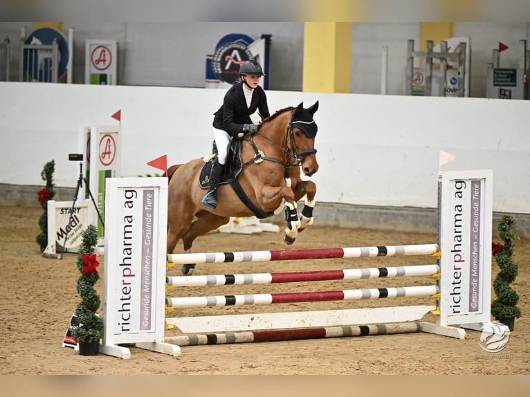 Tschechisches Warmblut Stute 14 Jahre 170 cm Fuchs in Kematen am Innbach