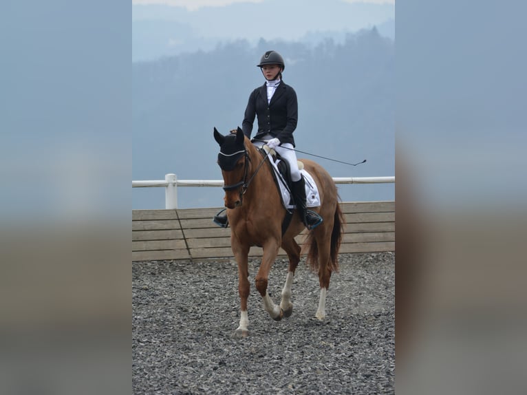 Tschechisches Warmblut Stute 14 Jahre 170 cm Fuchs in Kematen am Innbach