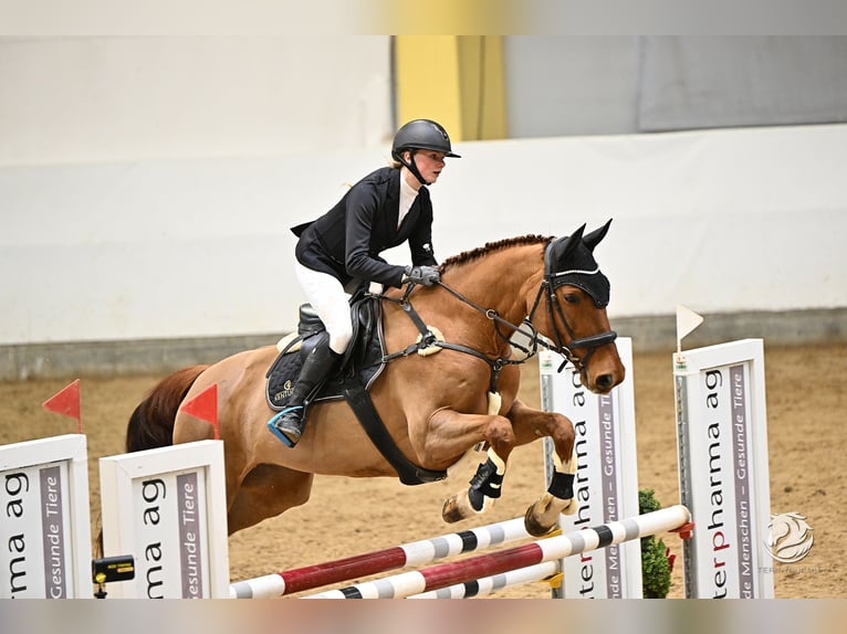 Tschechisches Warmblut Stute 14 Jahre 170 cm Fuchs in Kematen am Innbach