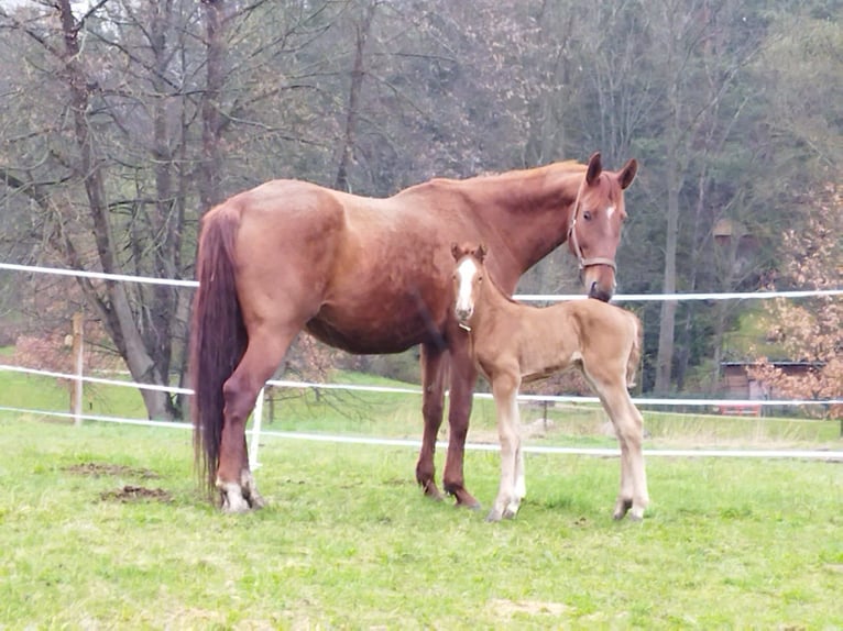 Tschechisches Warmblut Stute 14 Jahre 175 cm Dunkelfuchs in Tlumacov