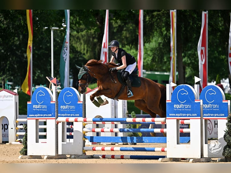 Tschechisches Warmblut Stute 15 Jahre 168 cm Fuchs in Kematen am Innbach