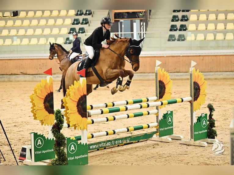 Tschechisches Warmblut Stute 15 Jahre 168 cm Fuchs in Kematen am Innbach