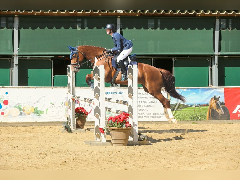 Tschechisches Warmblut Stute 15 Jahre 168 cm Fuchs in Kematen am Innbach