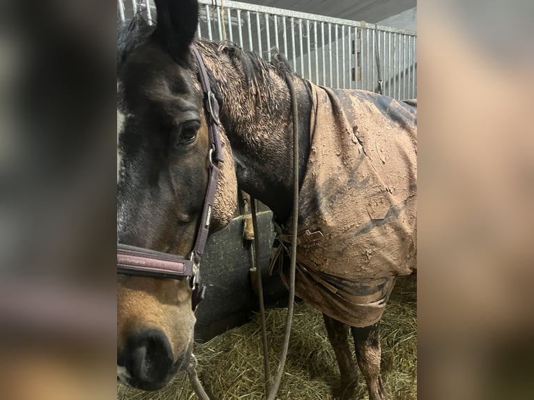 Tschechisches Warmblut Stute 15 Jahre 173 cm Dunkelbrauner in Gründau