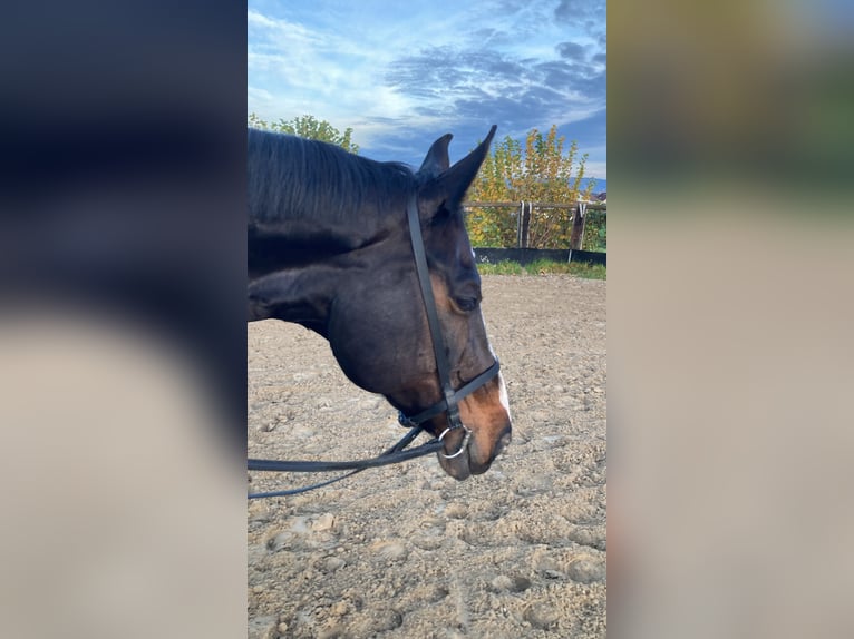 Tschechisches Warmblut Stute 15 Jahre 173 cm Dunkelbrauner in Gründau