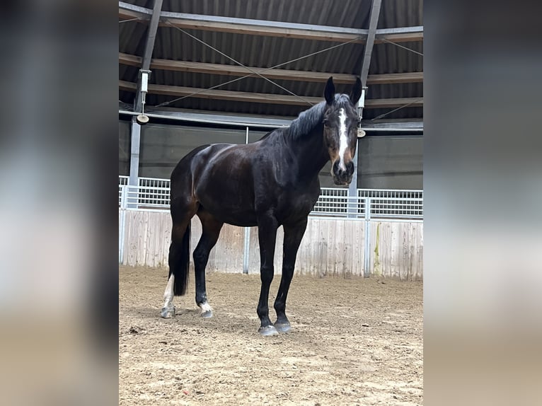 Tschechisches Warmblut Stute 15 Jahre 173 cm Dunkelbrauner in Gründau