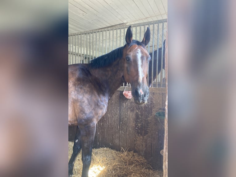 Tschechisches Warmblut Stute 15 Jahre 173 cm Dunkelbrauner in Gründau