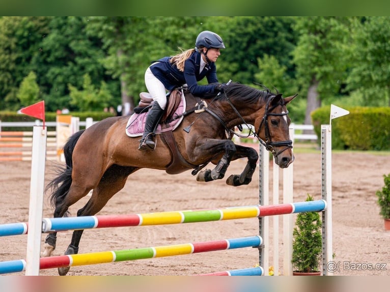 Tschechisches Warmblut Stute 15 Jahre Brauner in Podebrady