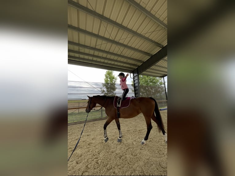 Tschechisches Warmblut Stute 16 Jahre 162 cm Brauner in Brodersdorf