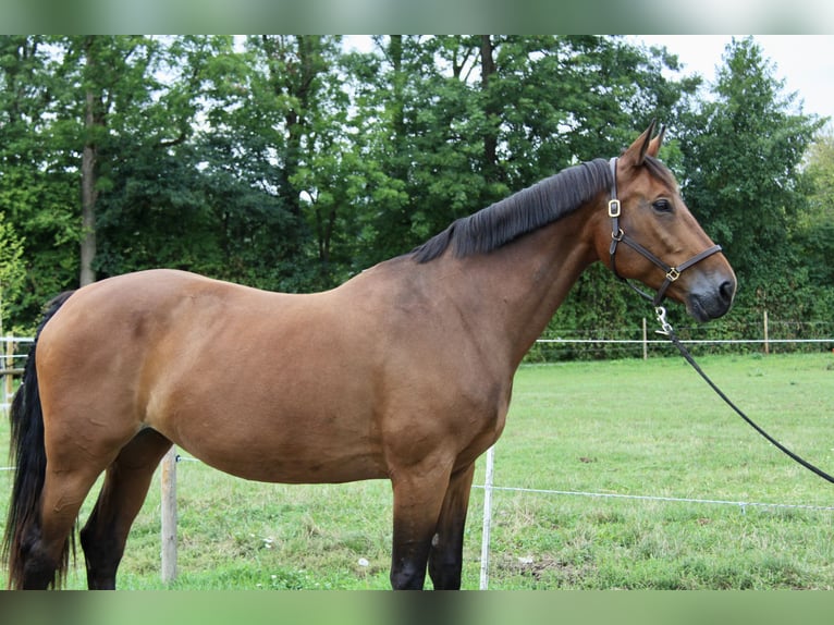 Tschechisches Warmblut Stute 16 Jahre 162 cm Brauner in Brodersdorf