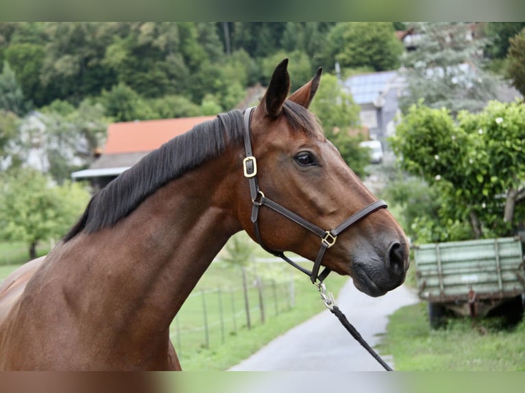 Tschechisches Warmblut Stute 16 Jahre 162 cm Brauner in Brodersdorf