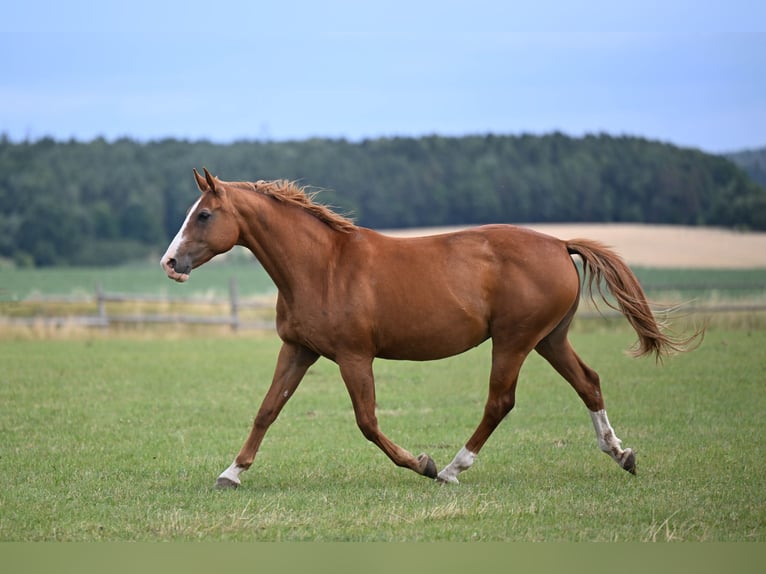 Tschechisches Warmblut Stute 16 Jahre 169 cm Dunkelfuchs in PRIBRAM