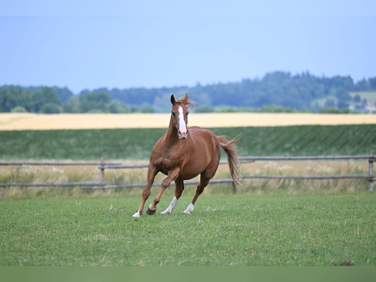 Tschechisches Warmblut Stute 16 Jahre 169 cm Dunkelfuchs in PRIBRAM