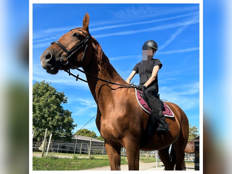 Tschechisches Warmblut Stute 16 Jahre 172 cm Fuchs in Oberursel