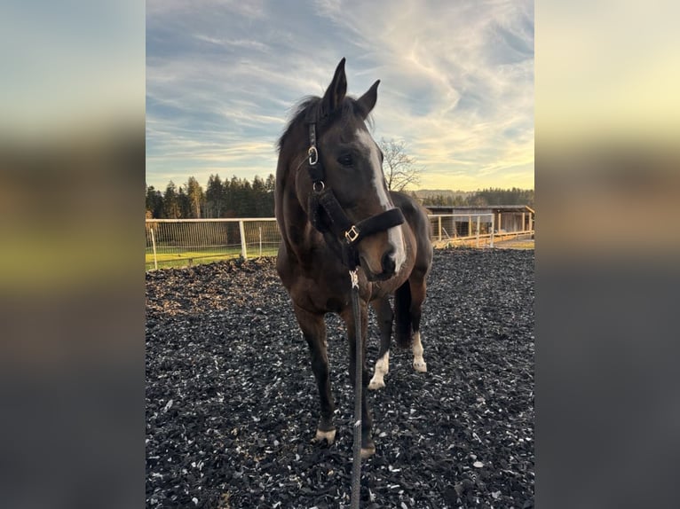Tschechisches Warmblut Stute 16 Jahre 177 cm Brauner in Wangen im Allgäu