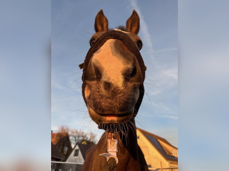 Tschechisches Warmblut Stute 16 Jahre 177 cm Brauner in Wangen im Allgäu