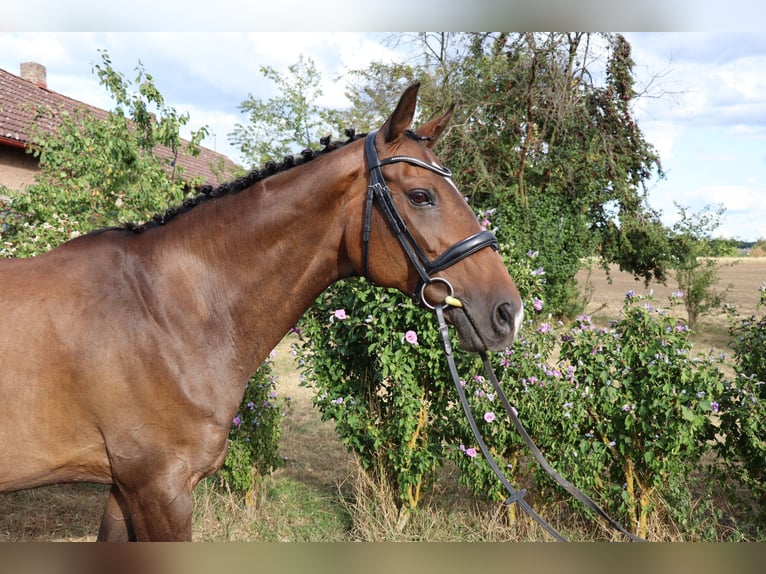 Tschechisches Warmblut Stute 16 Jahre Brauner in Podebrady