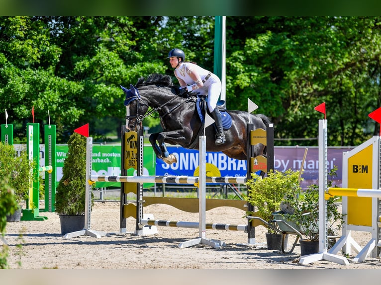 Tschechisches Warmblut Stute 16 Jahre in Untervaz