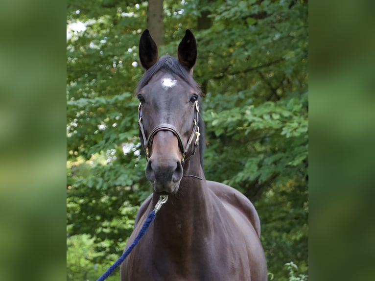Tschechisches Warmblut Stute 17 Jahre 169 cm Brauner in Weßling
