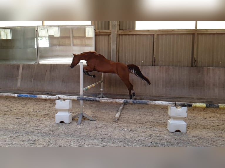 Tschechisches Warmblut Stute 18 Jahre 161 cm Fuchs in Heidelberg