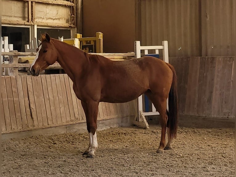Tschechisches Warmblut Mix Stute 18 Jahre 161 cm Fuchs in Heidelberg