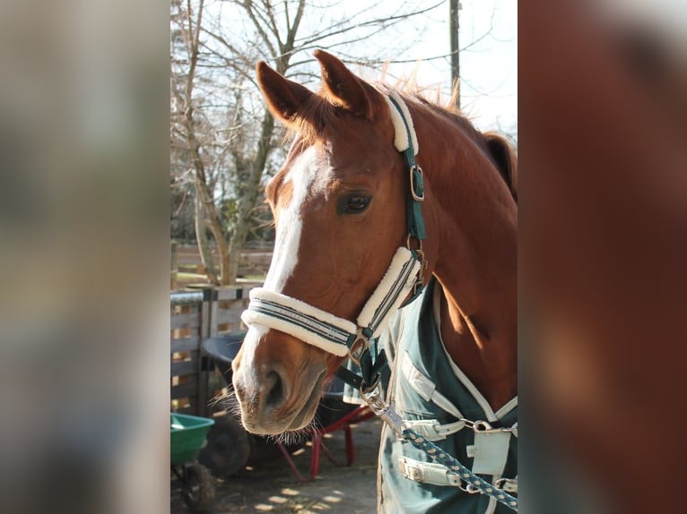 Tschechisches Warmblut Stute 18 Jahre 161 cm Fuchs in Heidelberg