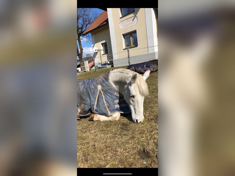 Tschechisches Warmblut Stute 18 Jahre 163 cm Dunkelbrauner in Paternion