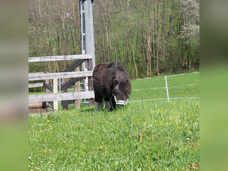 Tschechisches Warmblut Stute 18 Jahre 170 cm Roan-Bay in Lasberg