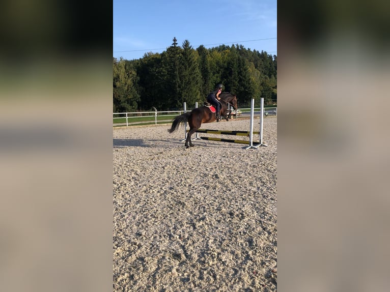 Tschechisches Warmblut Stute 18 Jahre 170 cm Roan-Bay in Lasberg