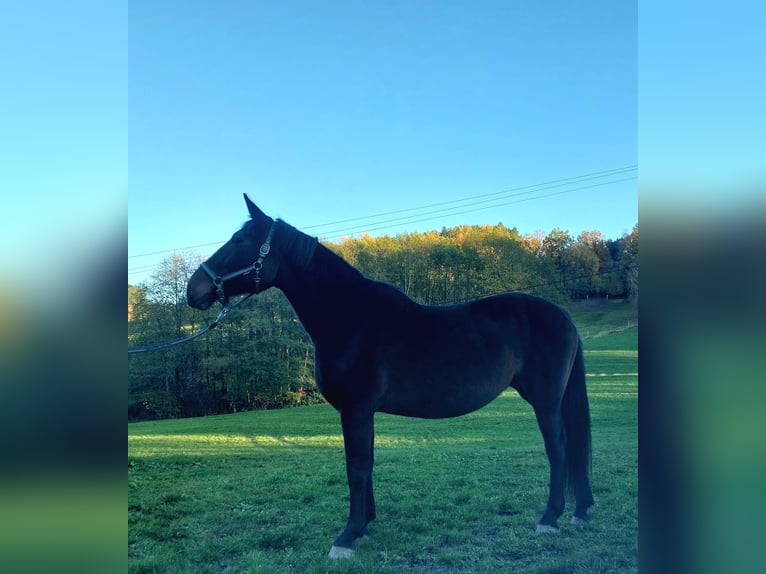 Tschechisches Warmblut Stute 18 Jahre 170 cm Roan-Bay in Lasberg