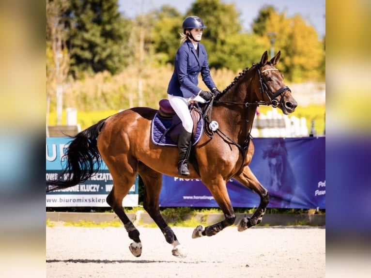 Tschechisches Warmblut Stute 18 Jahre 175 cm Brauner in Inwałd