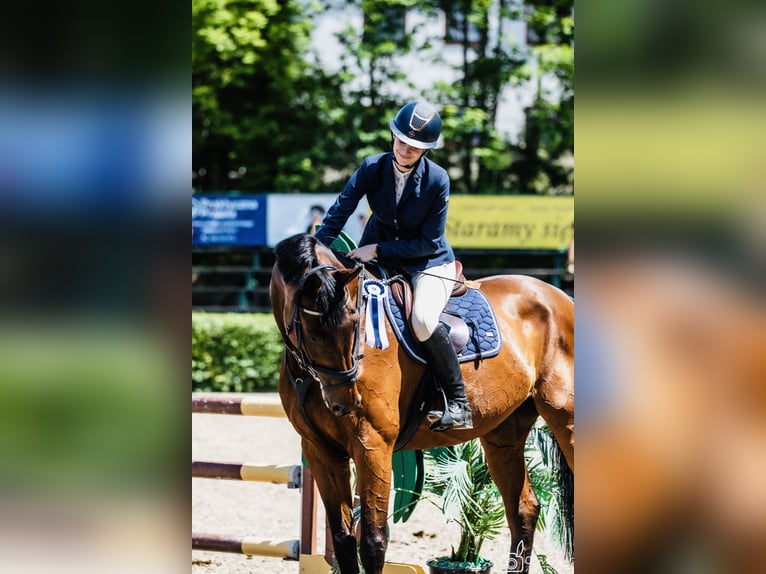 Tschechisches Warmblut Stute 18 Jahre 175 cm Rotbrauner in Inwałd