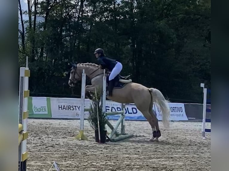Tschechisches Warmblut Stute 19 Jahre 168 cm Palomino in St. Pölten