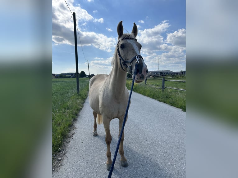 Tschechisches Warmblut Stute 19 Jahre 168 cm Palomino in St. Pölten