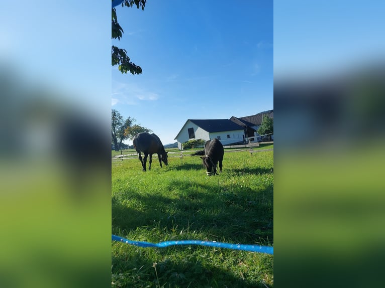 Tschechisches Warmblut Stute 19 Jahre 170 cm Roan-Bay in Lasberg