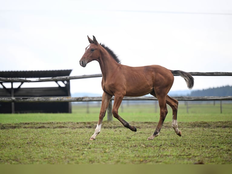 Tschechisches Warmblut Stute 19 Jahre 171 cm Rotbrauner in PRIBRAM
