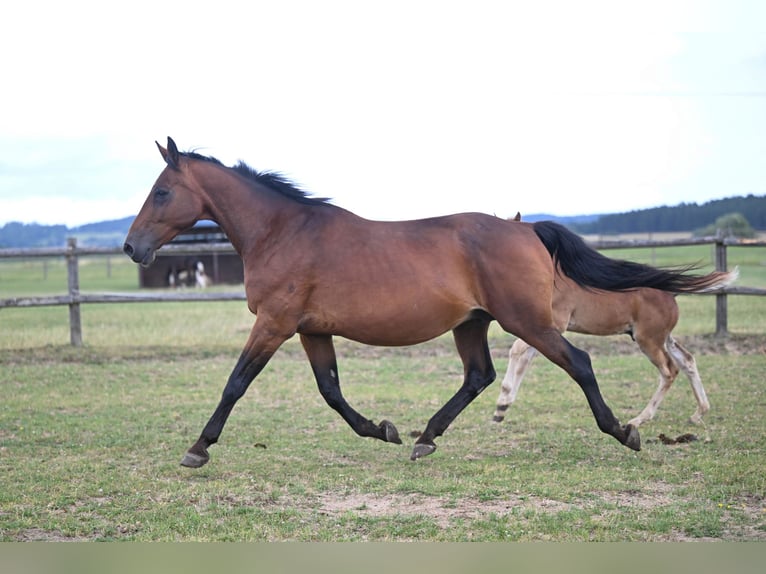 Tschechisches Warmblut Stute 19 Jahre 171 cm Rotbrauner in PRIBRAM